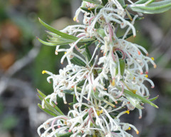 Grevillea pilulifera