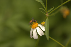 Mesembrius bengalensis
