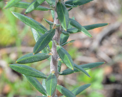 Grevillea pilulifera