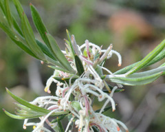 Grevillea pilulifera