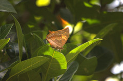 Charaxes bernardus