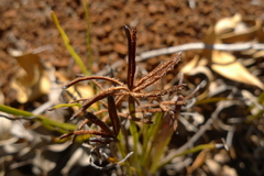 Actinostachys intermedia