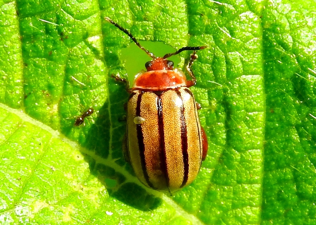 Kuschelina tenuilineata