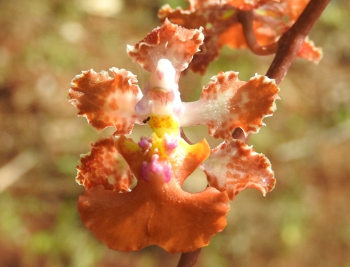 Image of Trichocentrum luridum by (c) Francisco Farriols Sarabia, some rights reserved (CC BY)