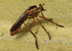Diogmites angustipennis
