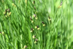 Carex cespitosa
