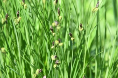 Carex cespitosa