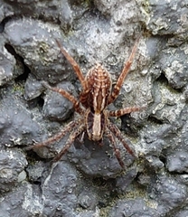 Alopecosa pulverulenta