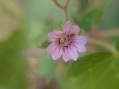 Geranium seemannii