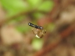 Araneus detrimentosus