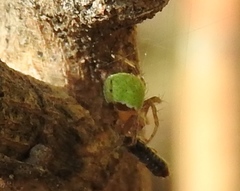 Araneus detrimentosus