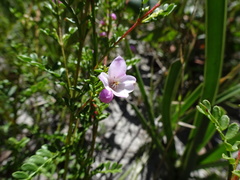 Boronia microphylla