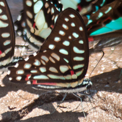 Graphium arycles