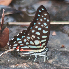 Graphium arycles