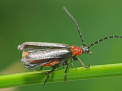 Silis ruficollis