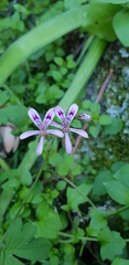 Pelargonium columbinum