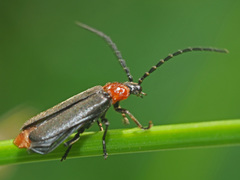 Silis ruficollis