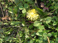 Taraxacum officinale