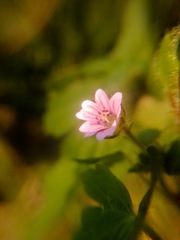 Geranium seemannii