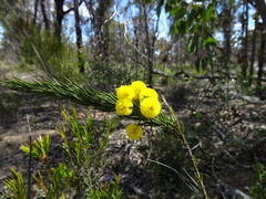 Acacia torringtonensis
