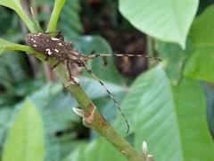 Paraleprodera itzingeri