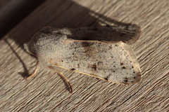 Perigrapha sellingi