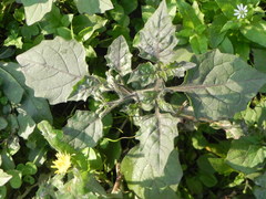 Solanum nigrum