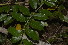 Olea paniculata