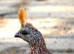 Callipepla douglasii