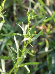 Erigeron canadensis