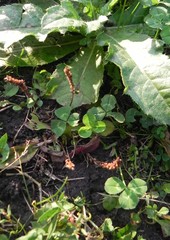 Plantago major
