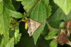 Heterogramma circumflexalis