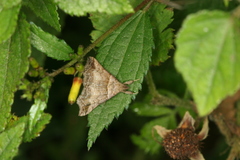 Heterogramma circumflexalis