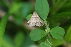 Heterogramma circumflexalis