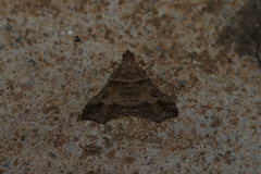 Heterogramma circumflexalis