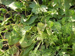 Tripleurospermum inodorum