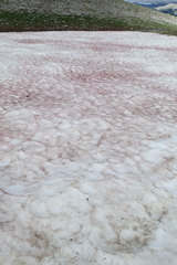 Chlamydomonas nivalis