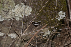Buzara latizona