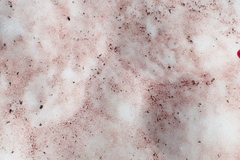 Chlamydomonas nivalis