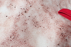 Chlamydomonas nivalis