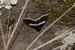 Buzara latizona