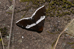 Buzara latizona