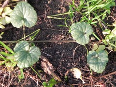 Glechoma hederacea