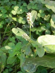 Persicaria