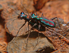 Jansenia azureocincta