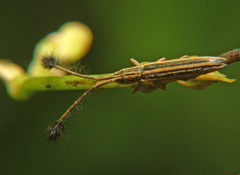 Eucomatocera vittata