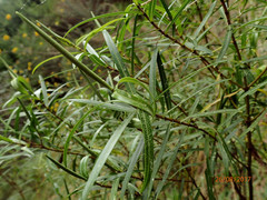 Veronica stenophylla