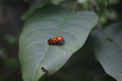 Cosmoscarta dorsimacula
