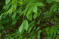 Fraxinus pennsylvanica subintegerrima