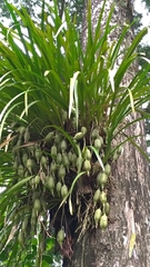 Cymbidium dayanum